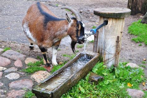 Goat Drinking Water Stock Image Image Of Horn Nose 26994185