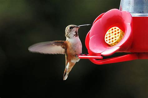 Hummingbirds love brightly colored flowers. Species spotlight: four hummingbirds occasionally found in ...