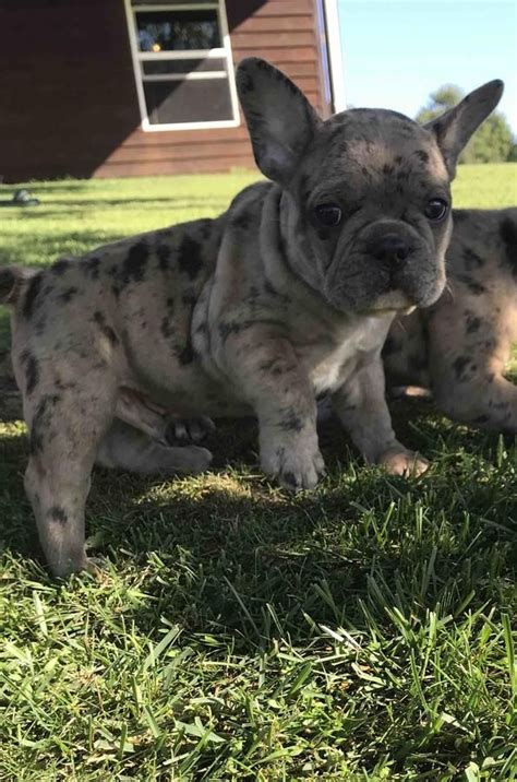 Shipped worldwide with 10 year health guarantee. French Bulldog Puppies - Blue Merle, Sable Merle, Brindle ...