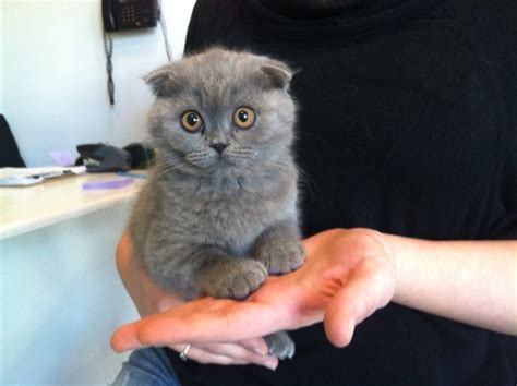 We did not find results for: Scottish Fold Short Hair Kittens for Sale in Westchester, NY
