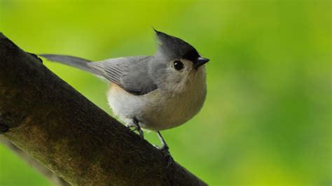 Titmouse Wallpaper Wallpaper Wide Hd