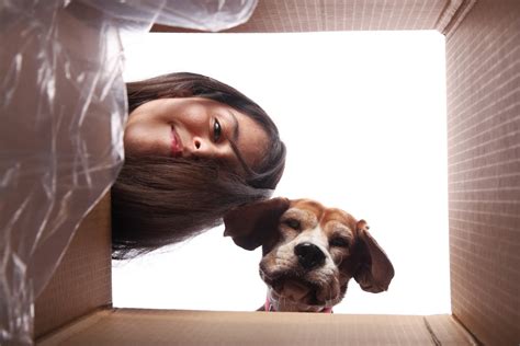 Seit 2015 gibt es den prime day. Amazon Prime Day 2020: Die 14 besten Angebote für Hund und ...