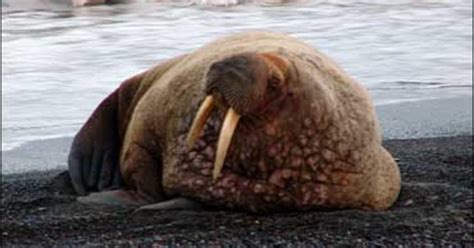 Melting Sea Ice Forces Walruses Ashore In Alaska Cbs News