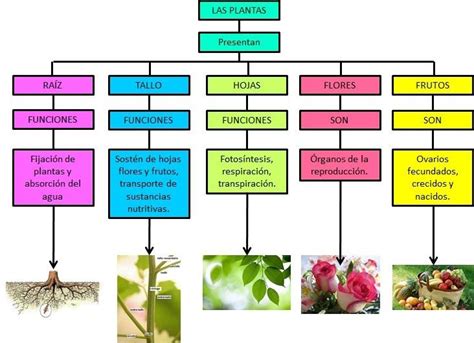 La Planta Y Sus Partes Plantas Fotosintesis Flores