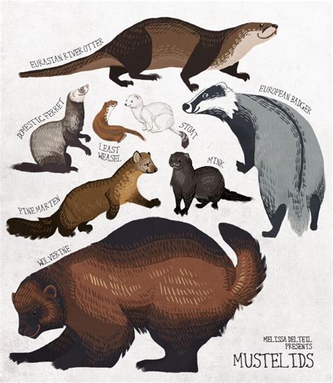 Mustelids By Sylfaenn On Deviantart Wolverine Animal Animal Sketches