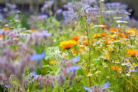 Medicinal Herb Plants