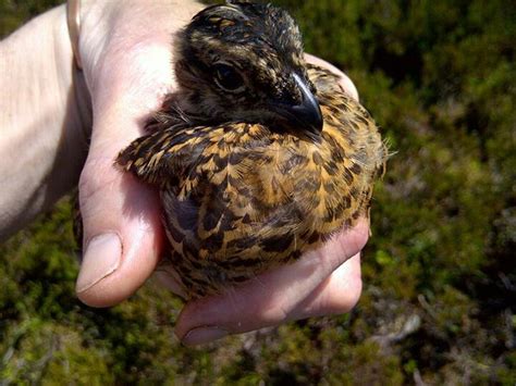 Grouse Baby Birds Of Prey Grouse Prey