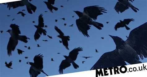 Necrophiliac Crows That Have Sex With Corpses Are Terrifyingly Common
