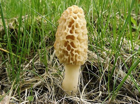 May Is The Month For Morel Mushroom Hunting