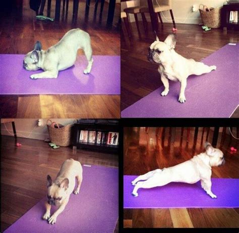 Adorable French Bulldog Doing Yoga Dog Doing Yoga Dog Yoga Funny