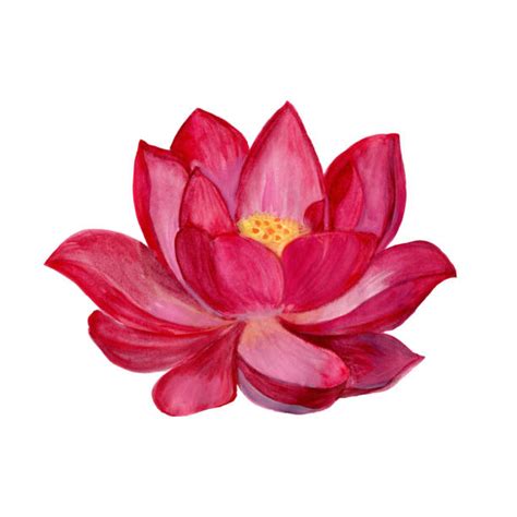 1200 Watercolor Pink Lotus Illustrations Royalty Free Vector