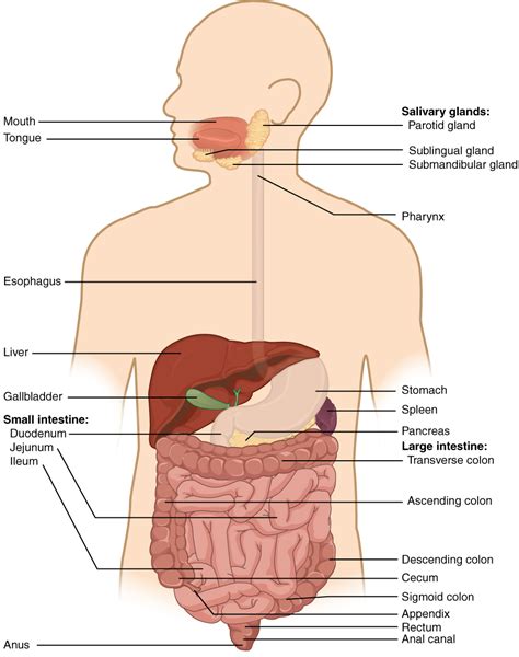 Digestive System Biology For Majors Ii