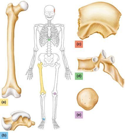 (5) bone tissue at brown mackie bone structure anatomy and physiology i. Long Bone Diagram Labeled Quizlet - 32 Correctly Label The ...