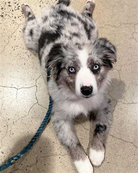 16 Things You Need To Know About The Toy Australian Shepherd 2022