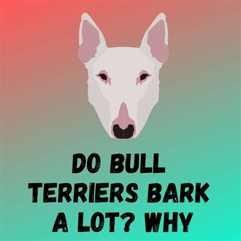 Do Bull Terriers Bark A Lot Reasons Why