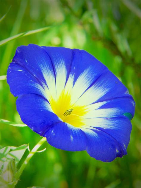 1536x2048 Wallpaper Blue And Yellow Flower Peakpx