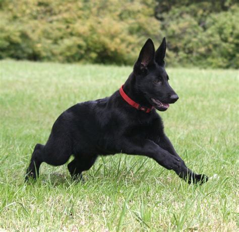 Black German Shepherd Telegraph