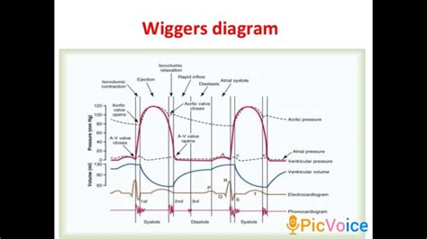 Wiggers Diagram Cardiac Cycle Youtube