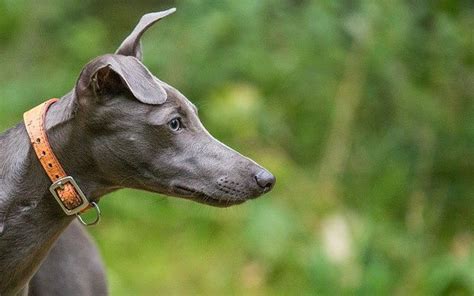Long Nose Dog 15 Breeds Plus New Record Holder Pics