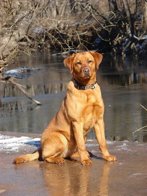 Their first shots are given at six weeks of age, and your new puppy will. Red Ryder from Gracie by redpointlabs. I want a Red Fox ...