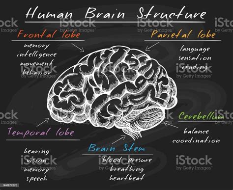 칠판에 생물학 인간의 뇌 구조 개념에 대한 스톡 벡터 아트 및 기타 이미지 Istock