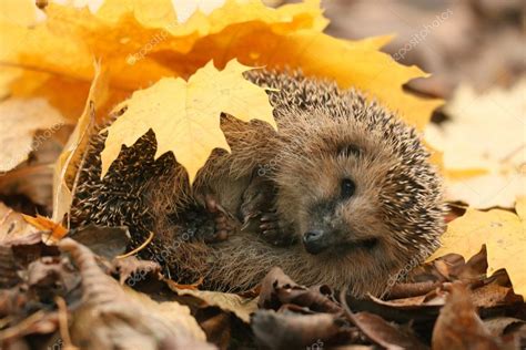 Hedgehog In Forest — Stock Photo © Xload 59997805