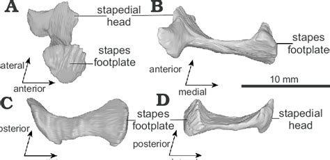 Virtual Reconstruction Of The Left Stapes Of The Non Mammalian Synapsid