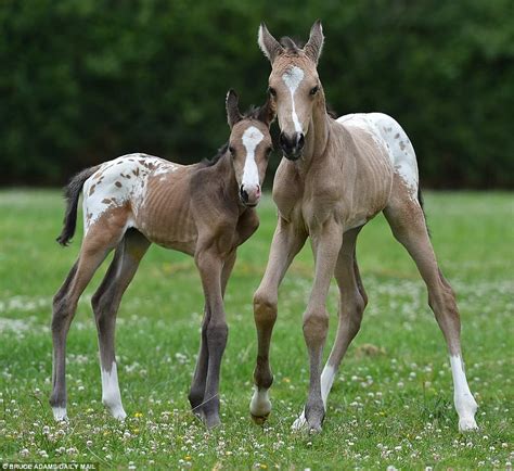 Identical Twin Horse Foals Born In Exeter Had 10000 To 1 Chance Of