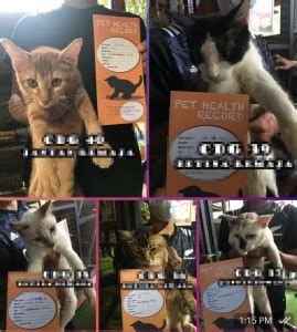 Pusat jagaan kucing omiey home. Kami siasat pusat jagaan kucing KONTROVERSI yang pernah ...