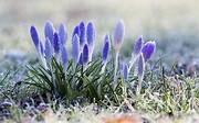 flowers, Snow, Crocuses, Dew, Nature, Frost Wallpapers HD / Desktop and ...