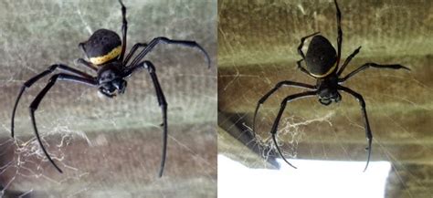 Este animal possui hábitos errantes, muito comum na região urbana, send encontrada em grama ou jardins. Projeto CASA mais VERDE: Aranha de Jardim