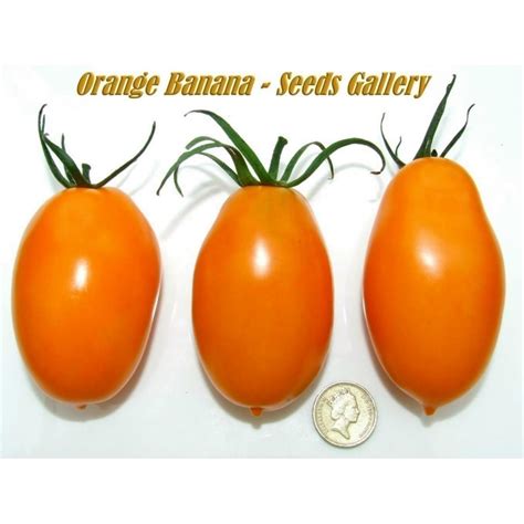 Graines De Tomate Banane Orange Prix €185