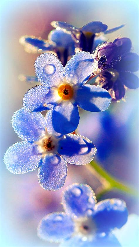 Download Adorable Blue Forget Me Not Flowers Wallpaper