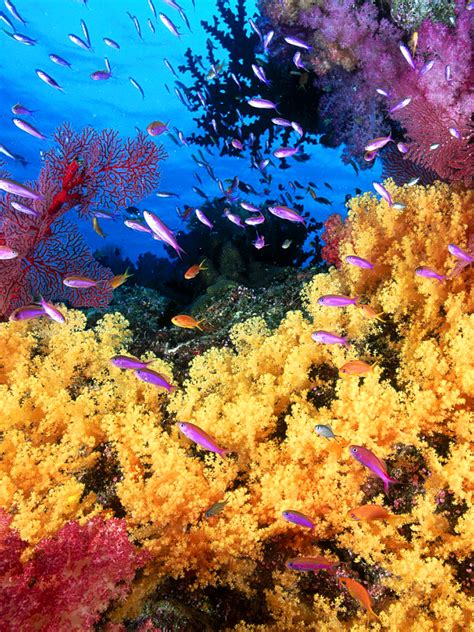 Free Download Coral Reef Life Fish Wallpapers 1600x1200 For Your