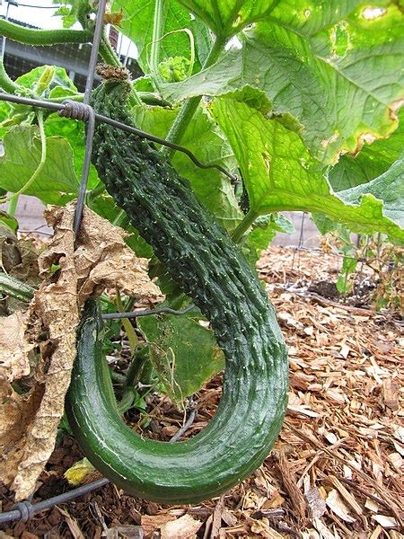 Oriental Cucumber Suyo Long Seeds Boondie Seeds