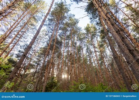 Pine Forest Slender Row Of Trees Stock Image Image Of Branch Scene