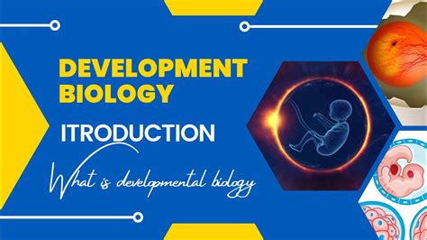 Introduction To Developmental Biology What Is Developmental Biology
