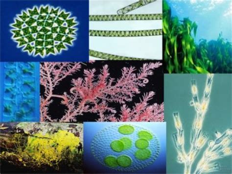 Difference Between Algae And Fungi Hubpages