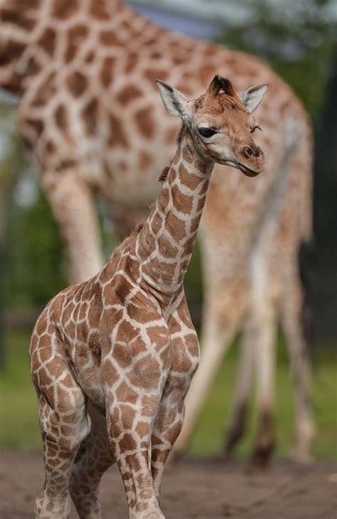 Baby Giraffe Tries Out His New Very Long Legs Zooborns