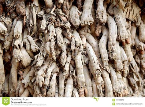 Dry Roots Of A Coconut Tree Stock Photo Image Of Strong Tree 107788376