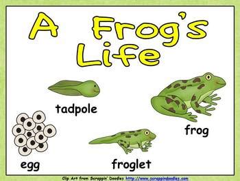 Maybe you would like to learn more about one of these? A Frog's Life Shared Reading- Kindergarten- Life Cycles by ...