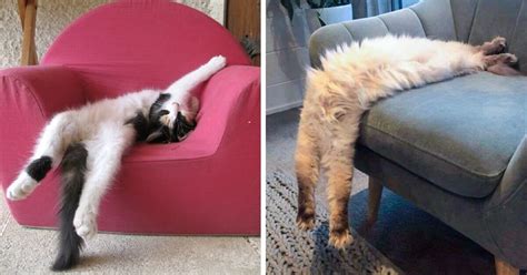 Awkward Cats Who Fall Asleep In Crazy And Silly Ways