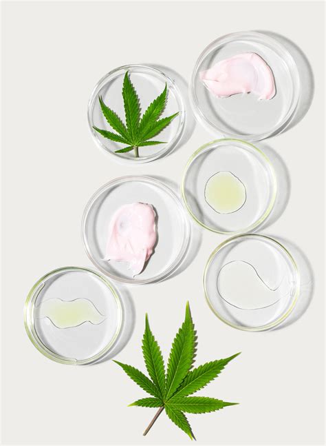 Debunking 5 Common Cbd Myths And Misconceptions