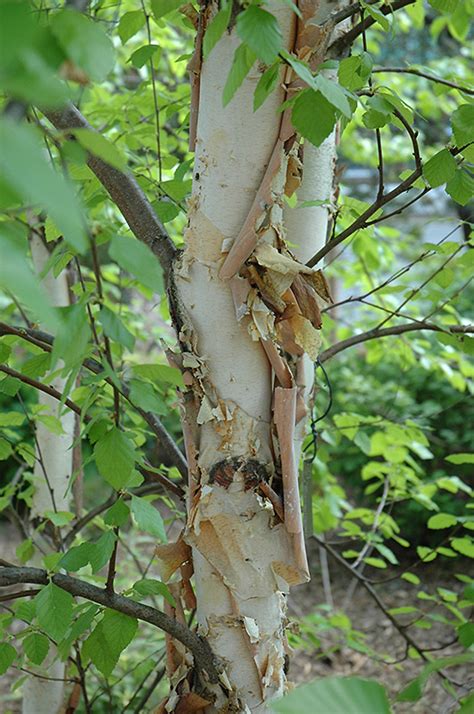 It is a medium to large sized tree that typically grows to this tree is noted for its white bark, thin spreading branches and slightly pendant branchlets. Heritage River Birch (Betula nigra 'Heritage') in Columbus ...