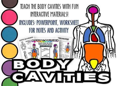 Body Cavities Powerpoint Notes Worksheet And Activity Page Amped