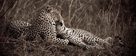 Leopard Mother And Cub Photograph By Tim Booth Fine Art America
