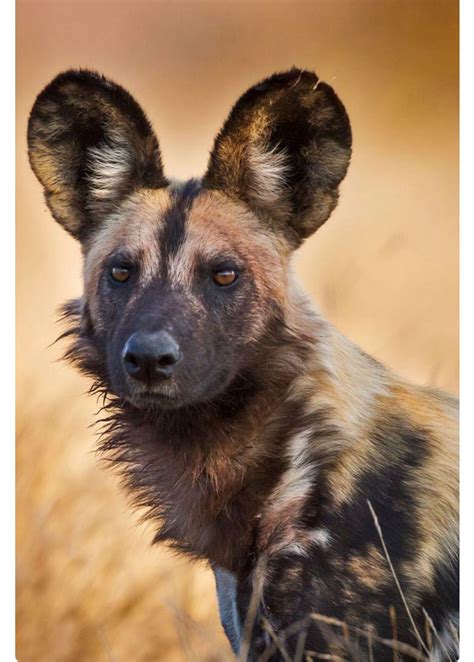 Rikaon An African Wild Dog Kruger National Park South Africa The
