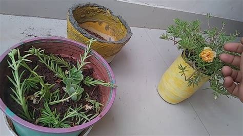 We did not find results for: How To Grow Moss Or Portulaca Rose From Seeds & Cuttings ...