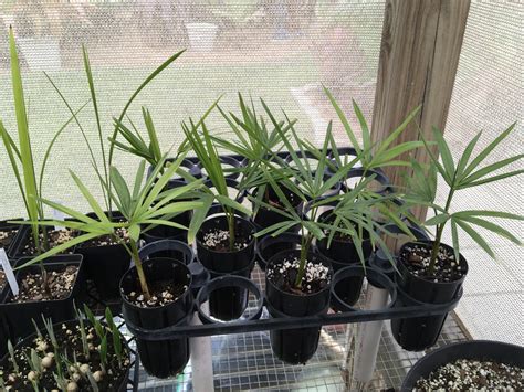 Seedlings For Sale Palmtalk