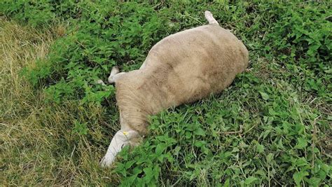 Farmer Distraught After Sheep Burned In ‘horrific Attack Farmers Weekly